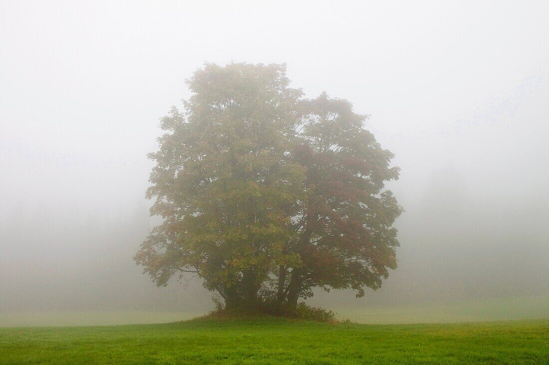 Foggy morning, Podhale, Poland