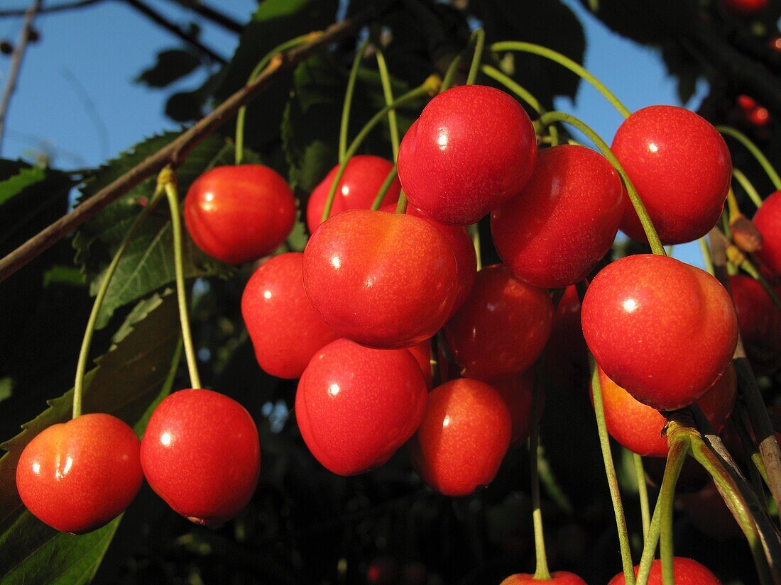 Cherries