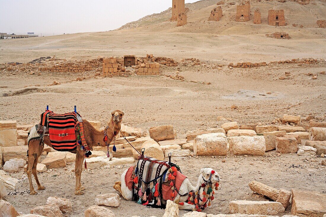 Palmyra, Syria