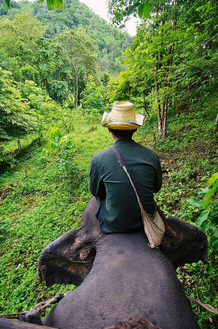 Elephant handler, Kanchanaburi Province, Thailand