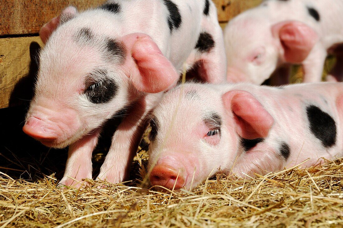 Stock photo of new born Gloucester old spot piglets