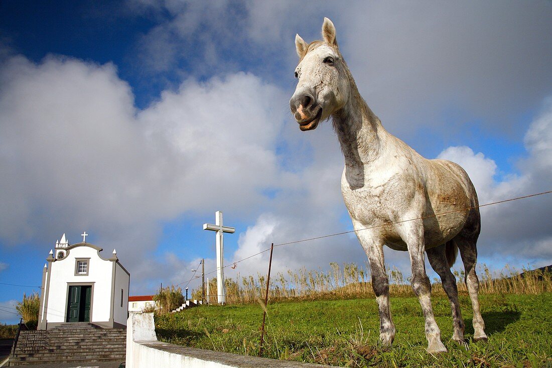 A horse grazing near the chapel of Our Lady of Fatima  Village of Ginetes, Sao Miguel island, Azores