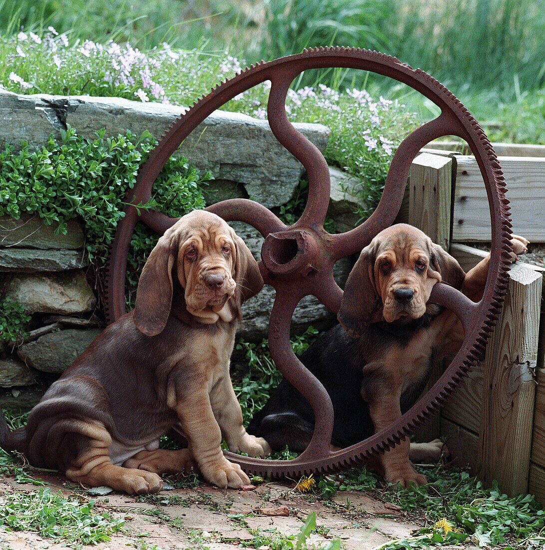 Animal, Animals, Bloodhound, Color, Colour, Contemporary, Country, Countryside, Dog, Dogs, Domestic animal, Domestic animals, exterior, Farm, Farms, headshot, headshots, outdoor, outdoors, outside, Pair, Pet, Pets, portrait, portraits, Rural, Square, Two,