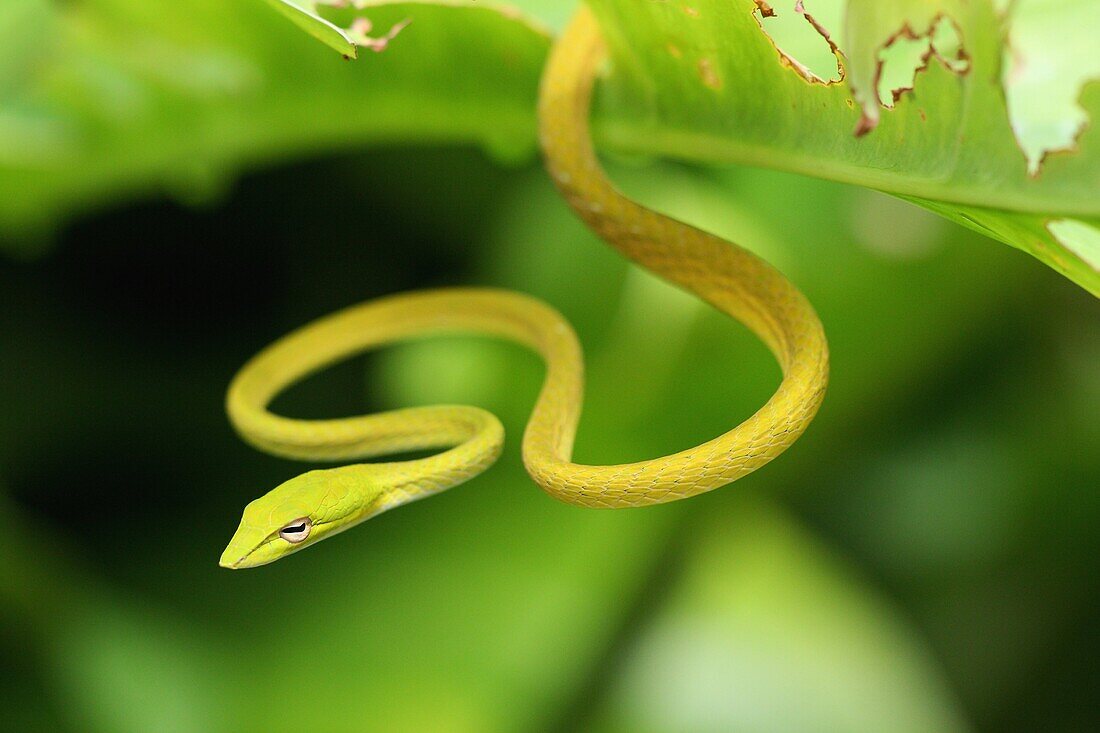 Anpirschen, Aufmerksam, Aufmerksamheit, Aussen, Bedrohen, Bedrohlich, Bedrohung, Draussen, Drohen, Ein, Farbe, Fauna, Gefahr, Giftig, Giftschlange, Giftschlangen, Grün, Natur, Pirschjäger, Raubtier, Raubtiere, Reptil, Reptilien, Schlange, Schlangen, Tages