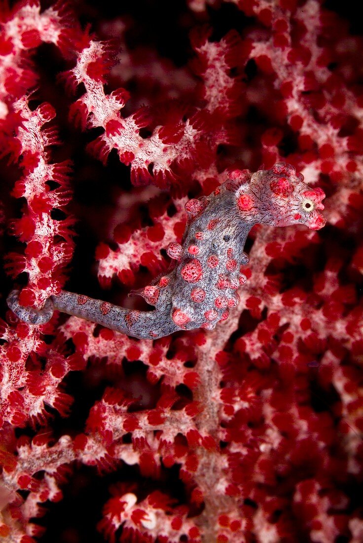 Underwater Life, Pygmy Seahorse Hippocampus Bargibanti, IndonesiaThese well camouflaged pigmy seahorses are usually found on coral fans between 25 and 40m deep and often measure less than 2cm in lenght