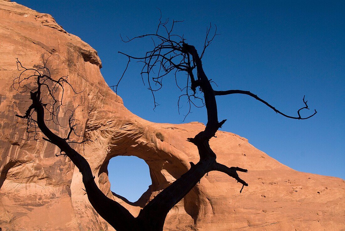 Ear of the Wind Arch and small tree sillouetted in foreground, Mystery Valley, Monument Valley Navajo Tribal Park, Arizona, USA