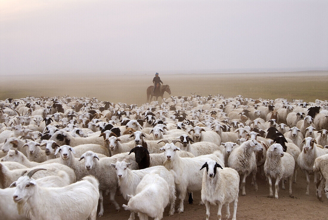 Flock in grassland, Amugulang, Inner Mongolia, China