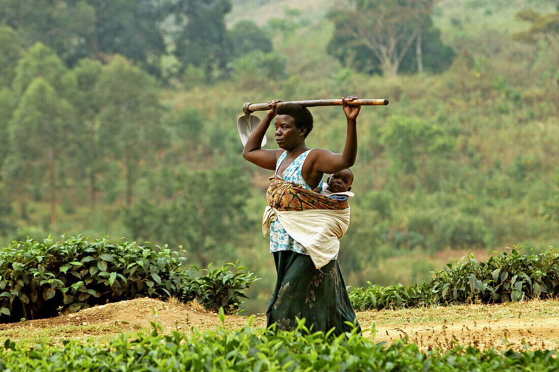 Tea fields around Kabale, Uganda