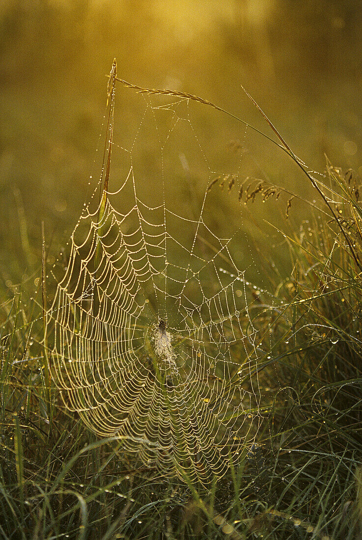 Dew-covered spider web at sunrise, Kingston, New Brunswick, Canada