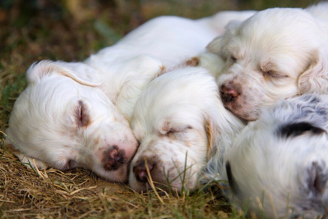 dog puppies English Setter sleeping