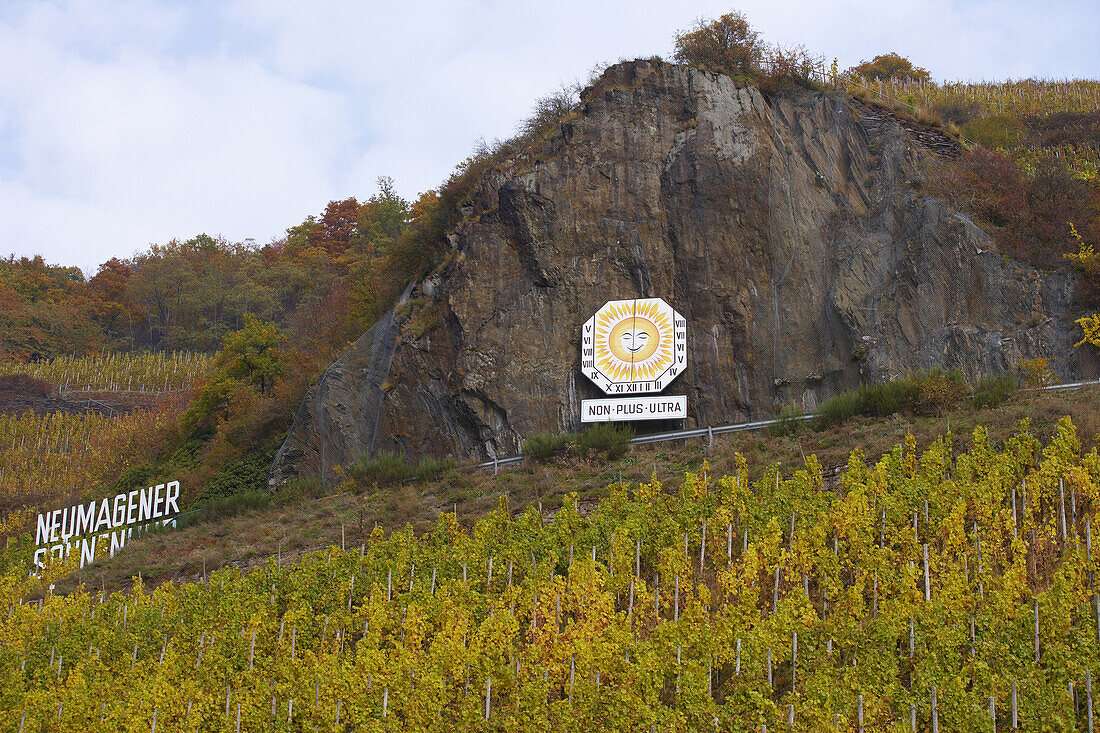 Vineyard Neumagener Sonnenuhr, Neumagen, Wine district, Mosel, Rhineland-Palatinate, Germany, Europe