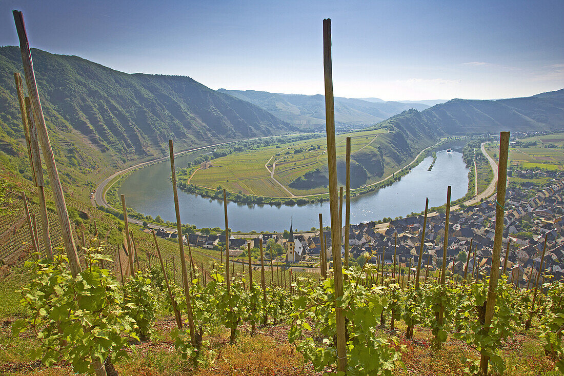 Horse-shoe bend of the river Mosel with Bremm, Wine district, Rhineland-Palatinate, Germany, Europe