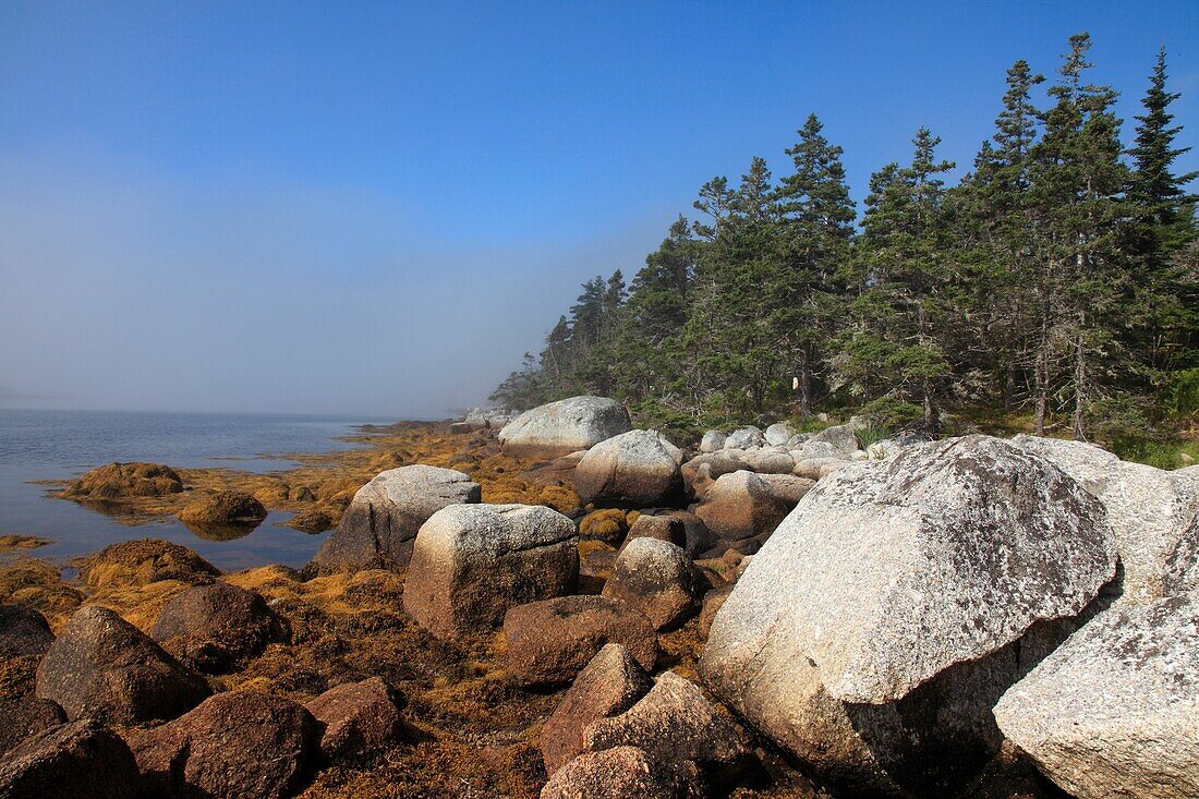 plants on rocky shore at lowest tide at the Atlantic coast in the morning mist at Nova Scotia, Canada, North America