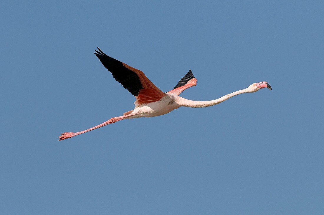 Flamant rose - Great Flamingo - Phoenicopterus ruber