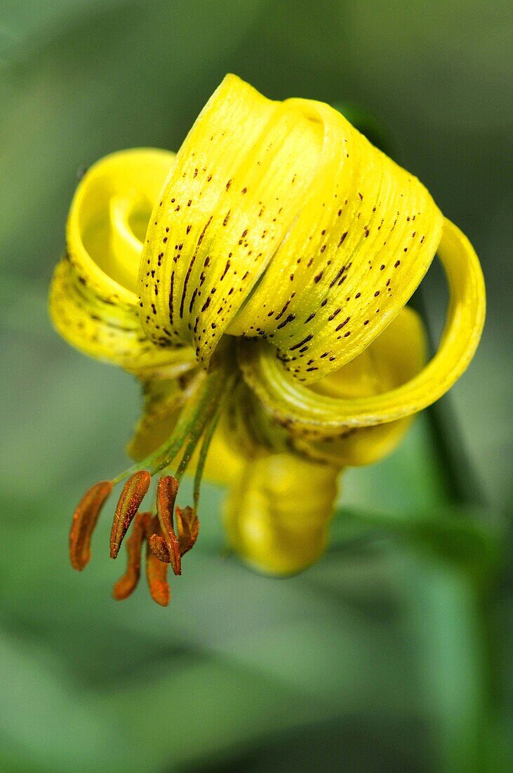 Pyrenean Lily (Lilium pyrenaicum). Eyna valley, Languedoc-Roussillon, Pyrenees-Orientales, France