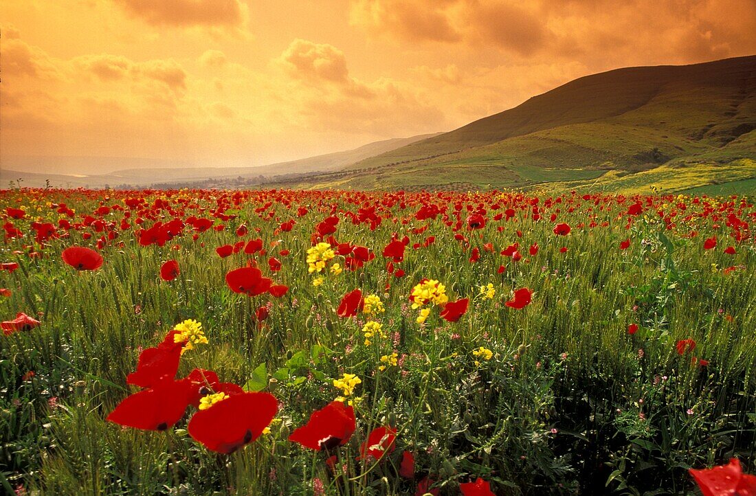 Spring flowers bloom in April in Northern Israel's Galilee