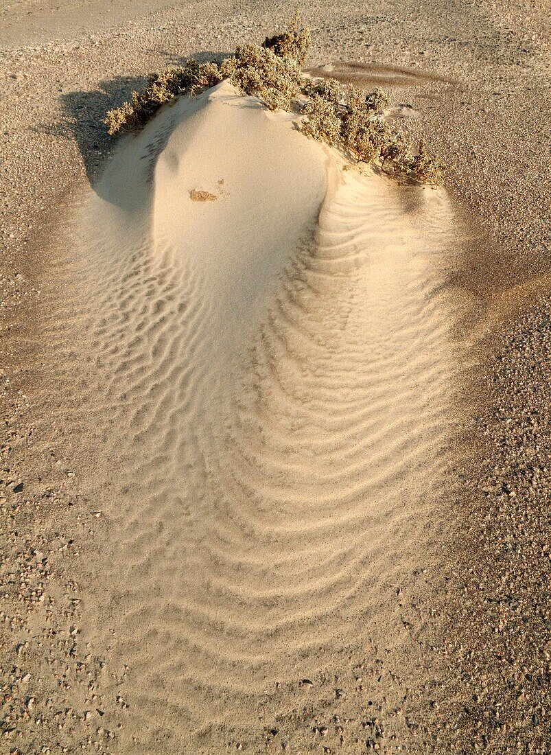 Namibia - Tiny sand dunes form around the scanty vegetation of the northern Namib Desert Skeleton Coast Park, Namibia