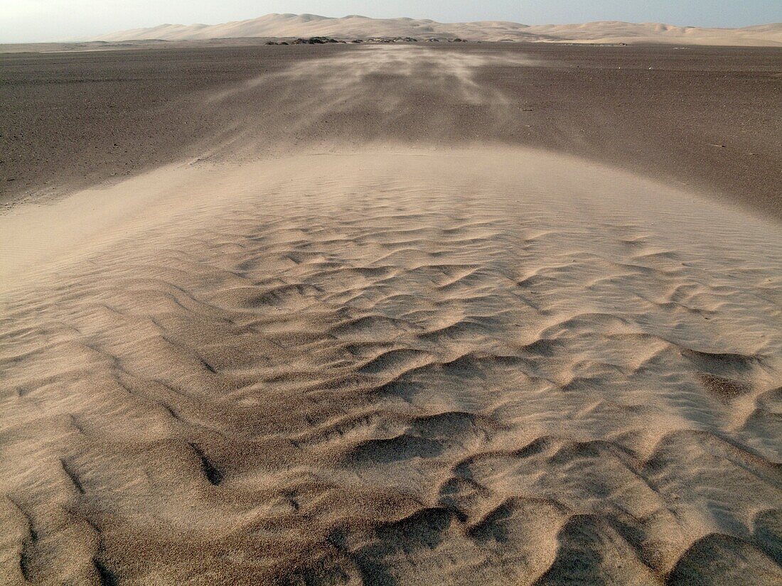 Namibia - The strong wind blows the sand from tiny sand dunes which form around the scanty vegetation towards the belt of large dunes In the northern Namib Desert Skeleton Coast Park, Namibia