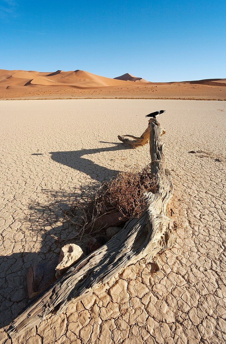 Namibia - Pied Crow Corvus albus on a log in a dry pan in the centre of the Namib Desert in the Sossusvlei area Namib-Naukluft Park, Namibia