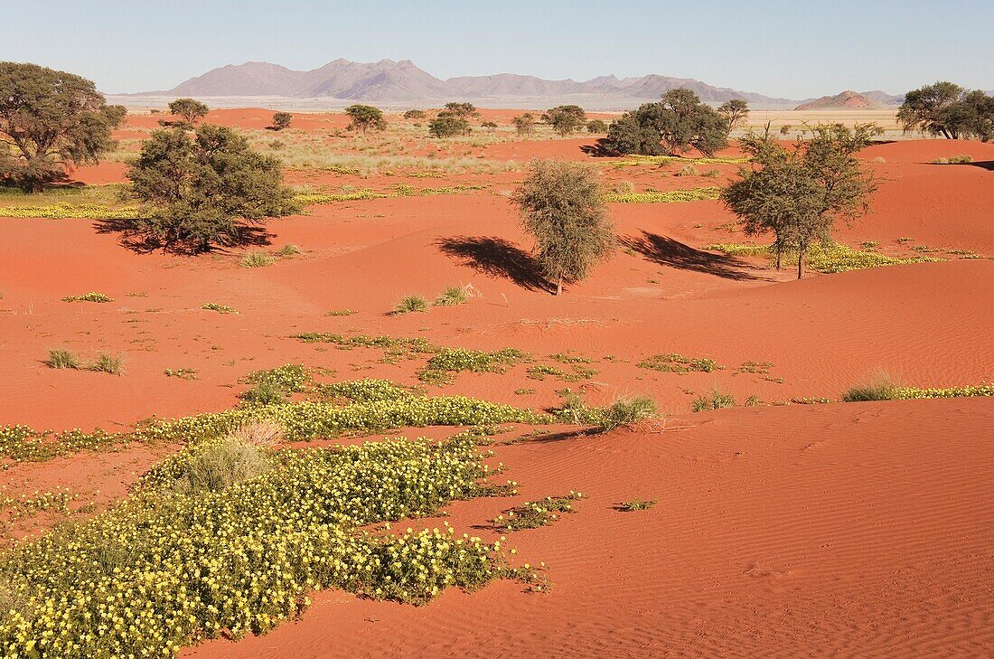 Namibia - Sand dunes with camelthorn trees Acacia erioloba and isolated mountain ridges at the edge of the Namib Desert In March during the rainy season with blooming Devil's Thorn Tribulus zeyheri