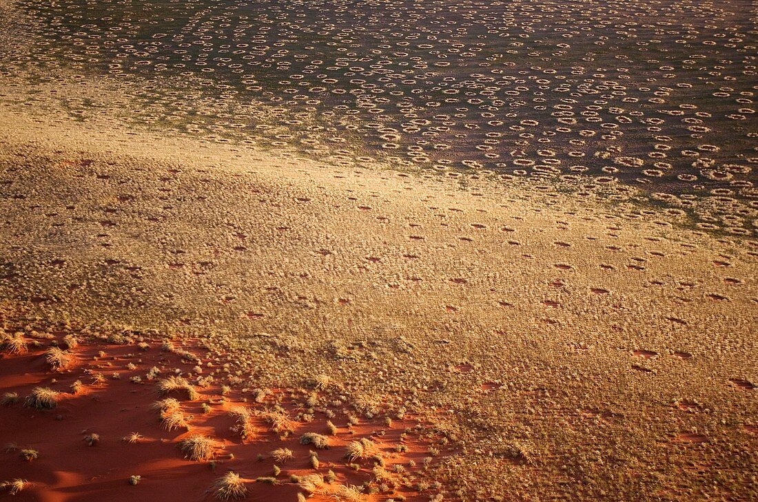 Namibia - Aerial view of the so-calledFairy Circles', which are circular patches without any vegetation which according to recent scientific studies are caused by the Harvester Termite Microhodotermes viator At the edge of the Namib Desert In March du