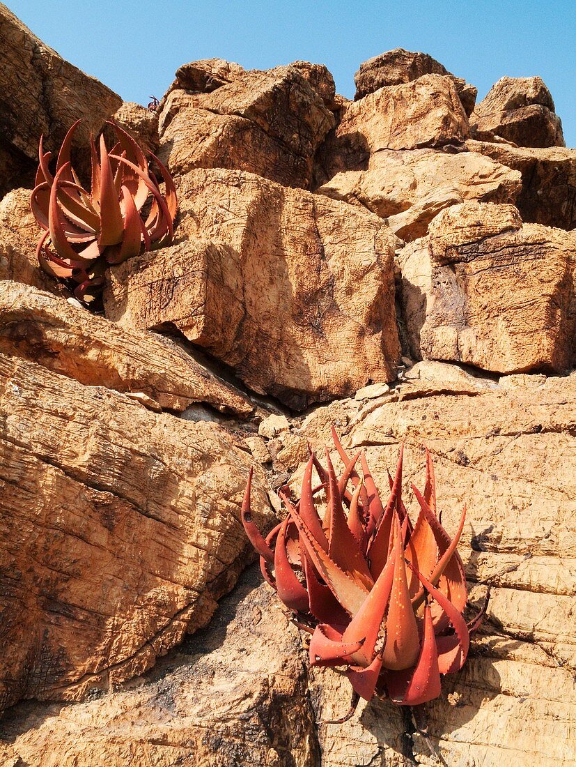 Aloe gariepensis - Clings to a rock wall at the Oranje River which is border river between Namibia and South Africa Ai-Ais Richtersfeld Transfrontier Park, Namibia