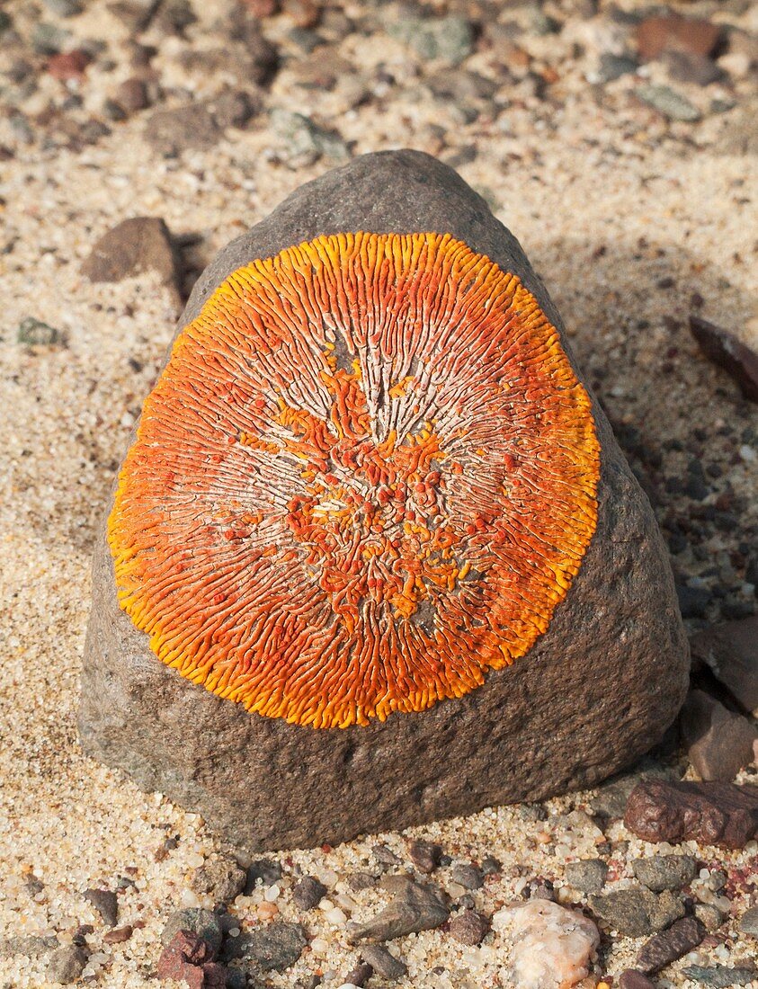 Caloplaca namibensis - This lichen is found on stones and rocks in the northern Namib Desert Skeleton Coast Park, Namibia