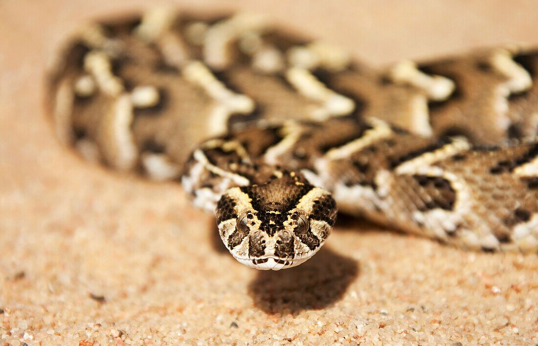 Puff Adder Bitis arietans - Beautifully patterned specimen Its venom is cytotoxic and fatal in humans Living Desert Snake Park, Swakopmund, Namibia