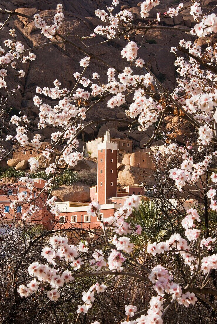 Morocco - Almond tree Prunus dulcis in blossom against the background of the minaret in the village of Adaï, near the town of Tafraoute in the Ameln valley Beginning of February Anti-Atlas mountains, Morocco