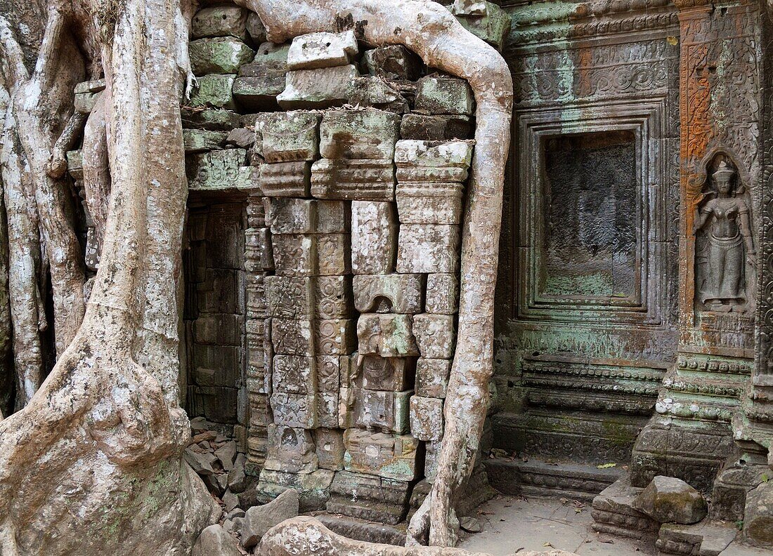 Cambodia - The roots of a Kapok tree Ceiba petandra invade a gallery at the Ta Prohm temple in Angkor, supporting the monument and destroying it at the same time On the right a niche with a Devata deity, divinity The temple complexes of Angkorcity,  we