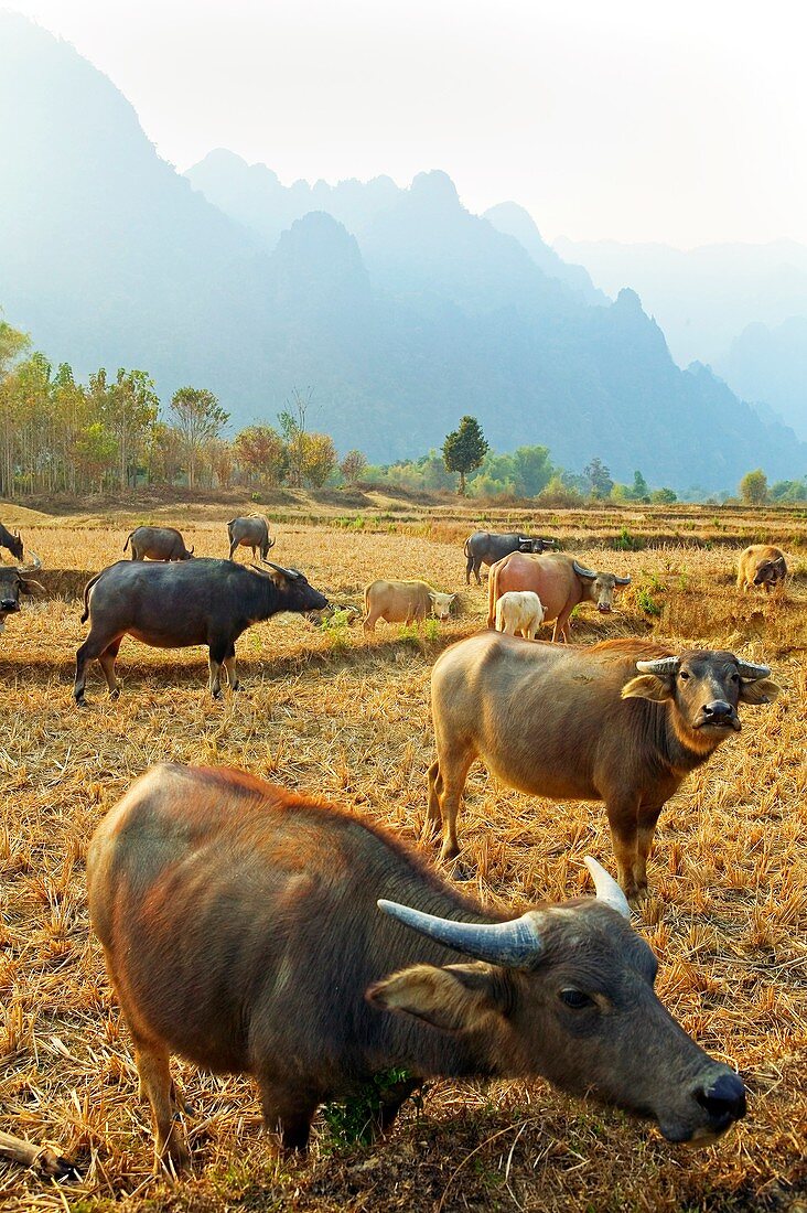 Buffalos. Vang Vieng. Laos.