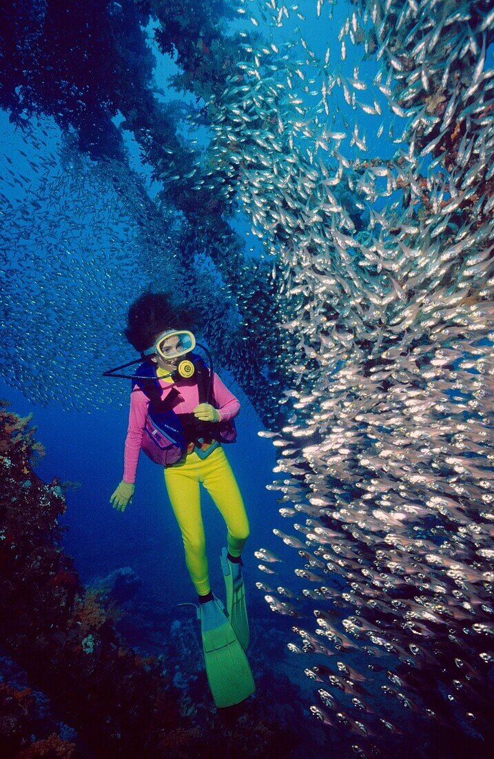 Carnatic, Diving in Red Sea, Hurgada, Egypt
