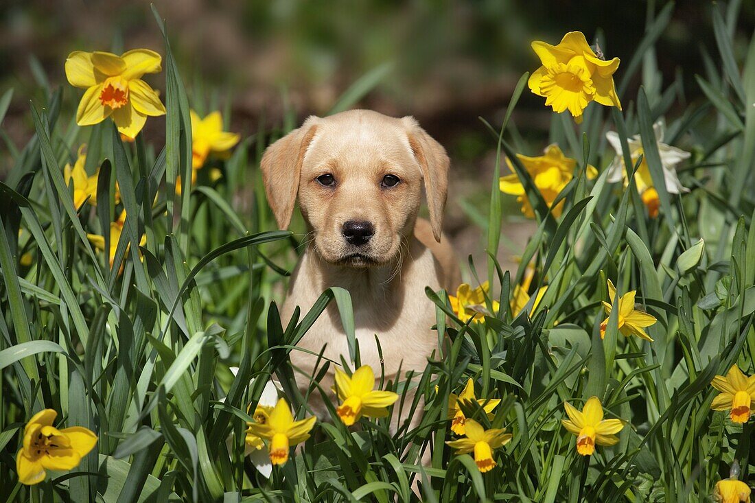 Yellow Labrador Puppy