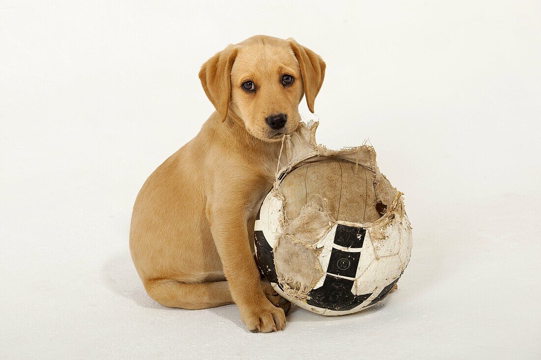 Yellow Labrador Puppy with warnout Football