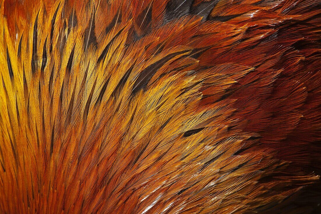 Bantum Cock feather detail free range mixed breed Norfolk UK