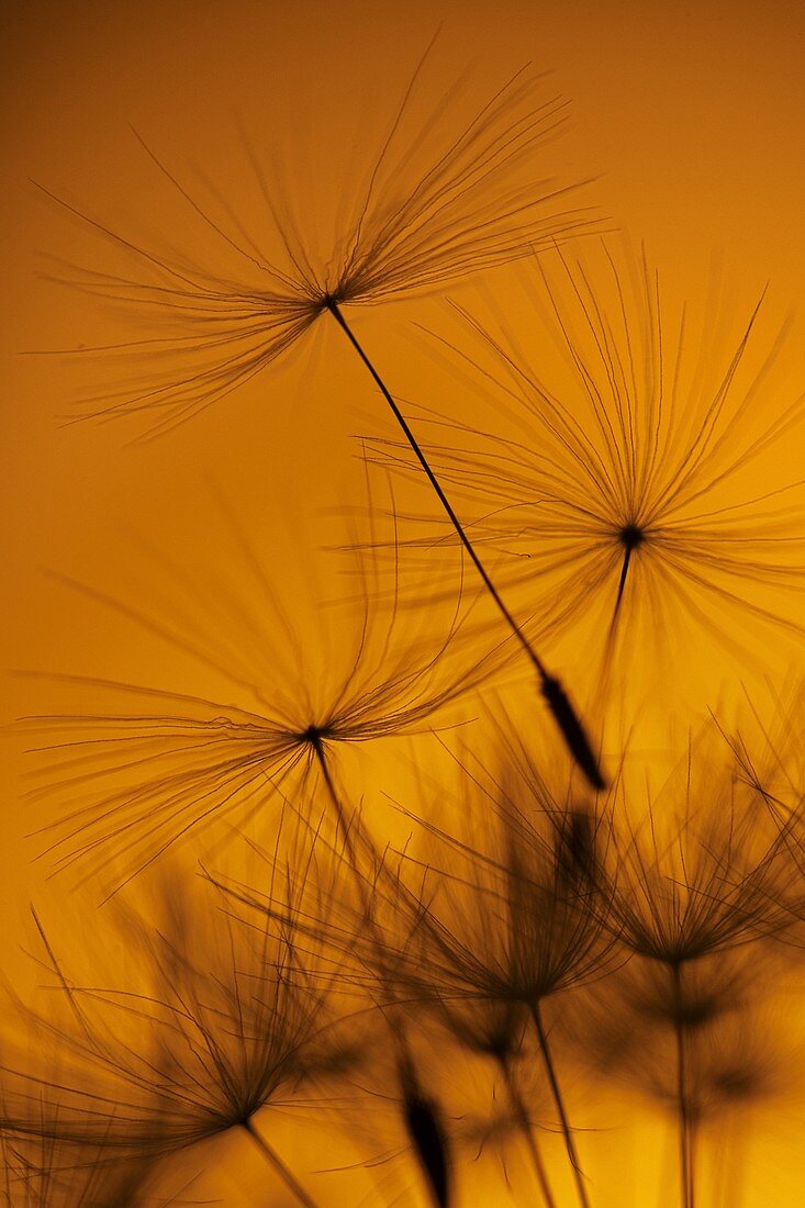 Dandelion Taxaxacum officinale seed head at Sunset