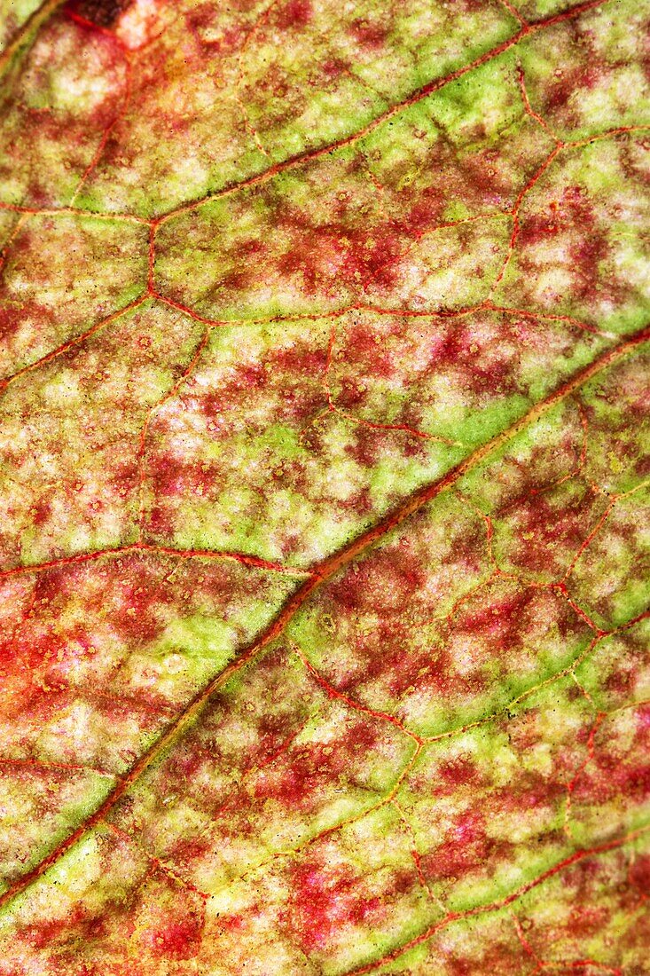 Curled Dock Rumex crispus leaf detail