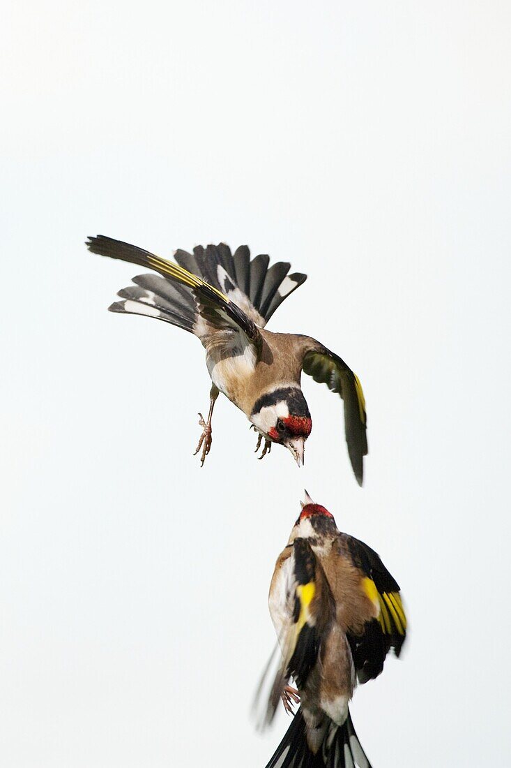 Goldfinches Carduelis carduelis fighting