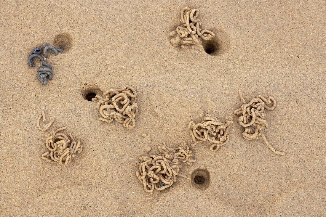 Lug Worm Arenicola marina casts in tidal sand and mud