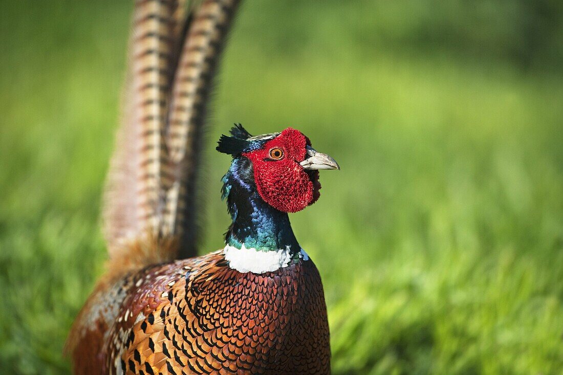 Male Pheasant Phasianus colchicus