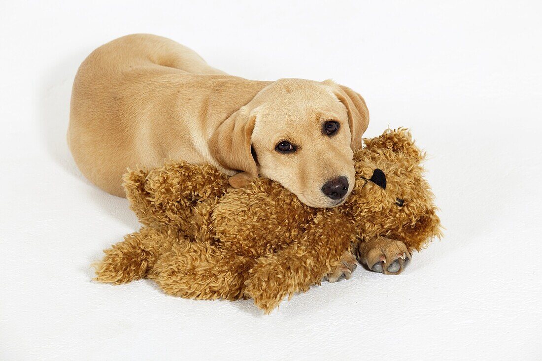 Yellow Labrador Puppy playing with cuddly Teddy Bear