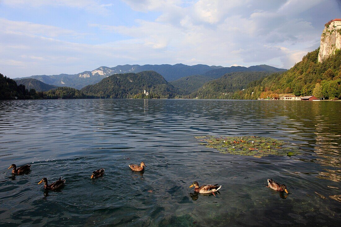 Slovenia, Bled, Lake, ducks