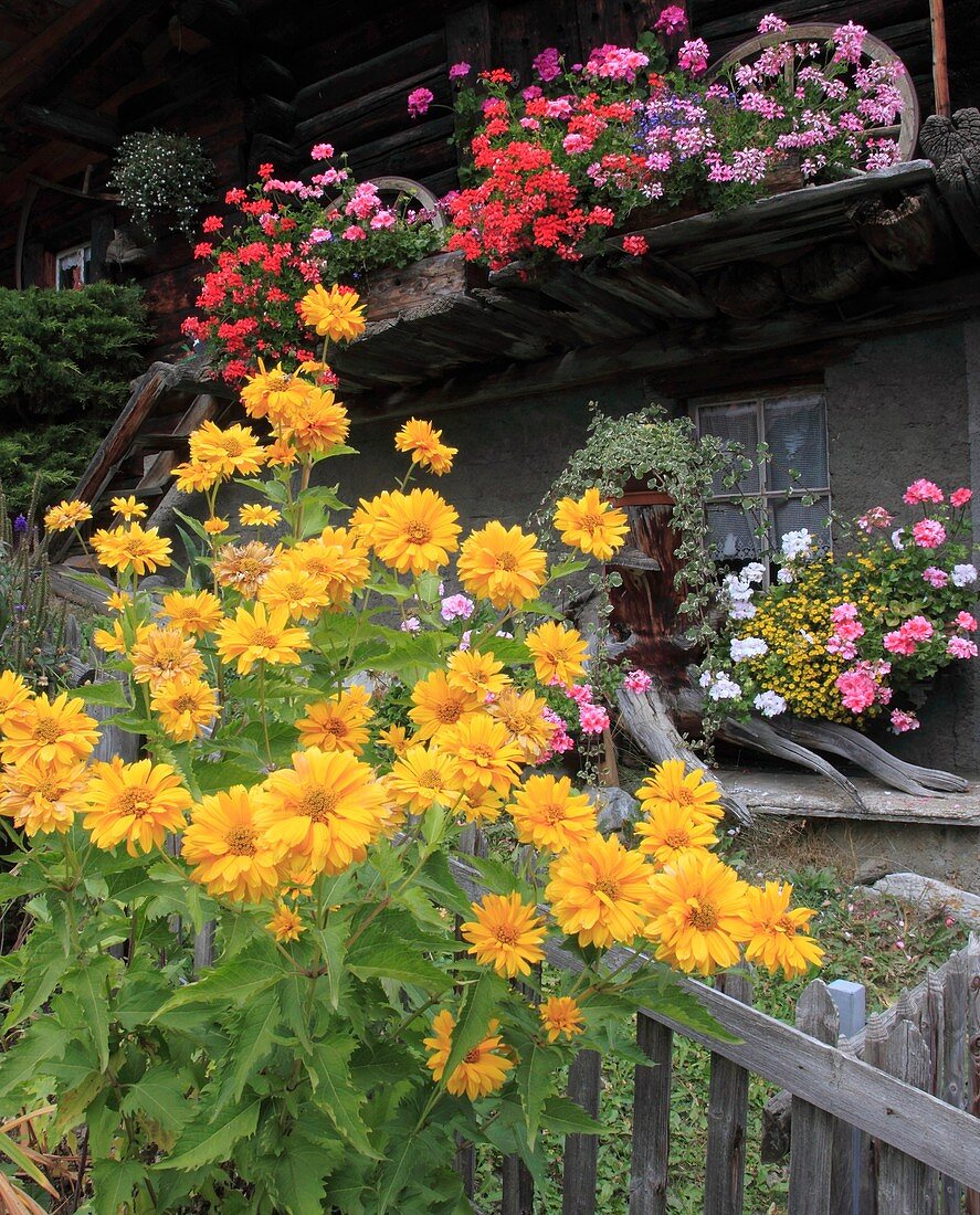 Switzerland, Alps, Bernese Oberland, Mürren, garden, flowers