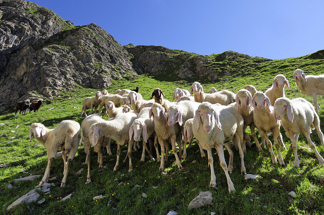 Flock of sheep standing on a mountain meadow, Parseierspitze, Lechtal mountain range, Tyrol, Austria