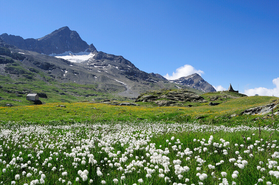 Meadows of cotton grass in front of Corno dei Tre Signori, Gaviapass, Ortler mountain range, Stelvio national park, Lombardy, Italy