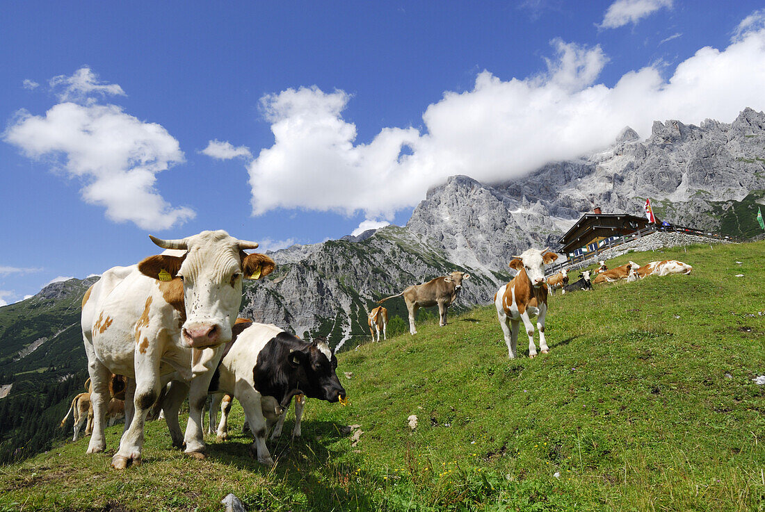 Cows standing in front of hut Erichhuette, mountains in the background, Hochkoenig range, Berchtesgaden range, Salzburg, Austria