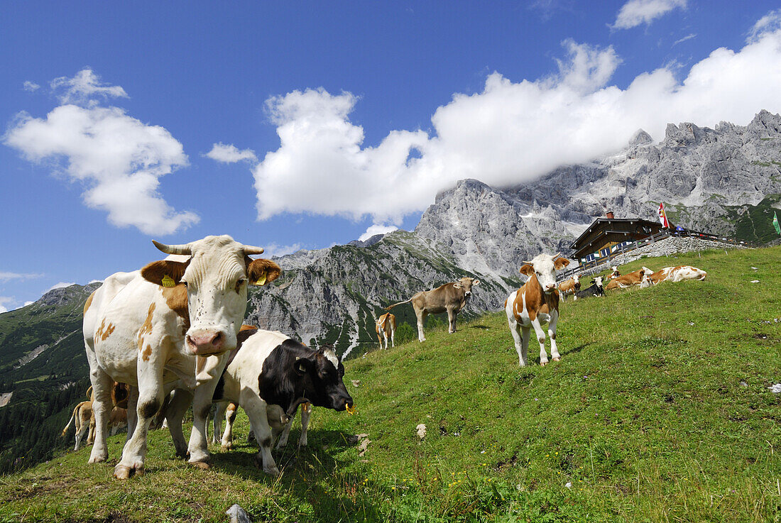 Kühe stehen vor Erichhütte, Berge im Hintergrund, Hochkönig, Berchtesgadener Alpen, Salzburg, Österreich