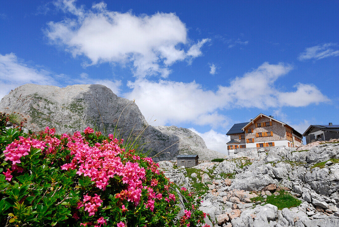 Alpine roses in front of hut Ingolstaedter Haus, Grosser Hundstod in the background, Steinernes Meer range, Berchtesgaden range, Salzburg, Austria