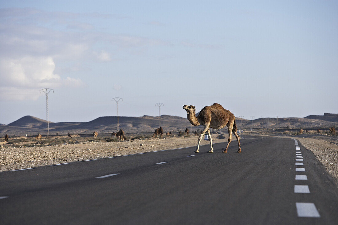 Kamel überquert Strasse in der Wüste, Tunesien, Afrika