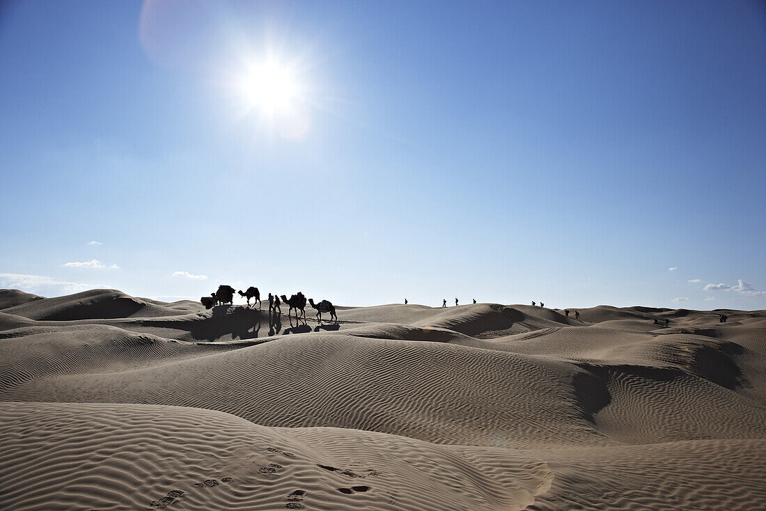 Kamel Karawane in der Wüste, Chott El Jerid, Tunesien, Afrika